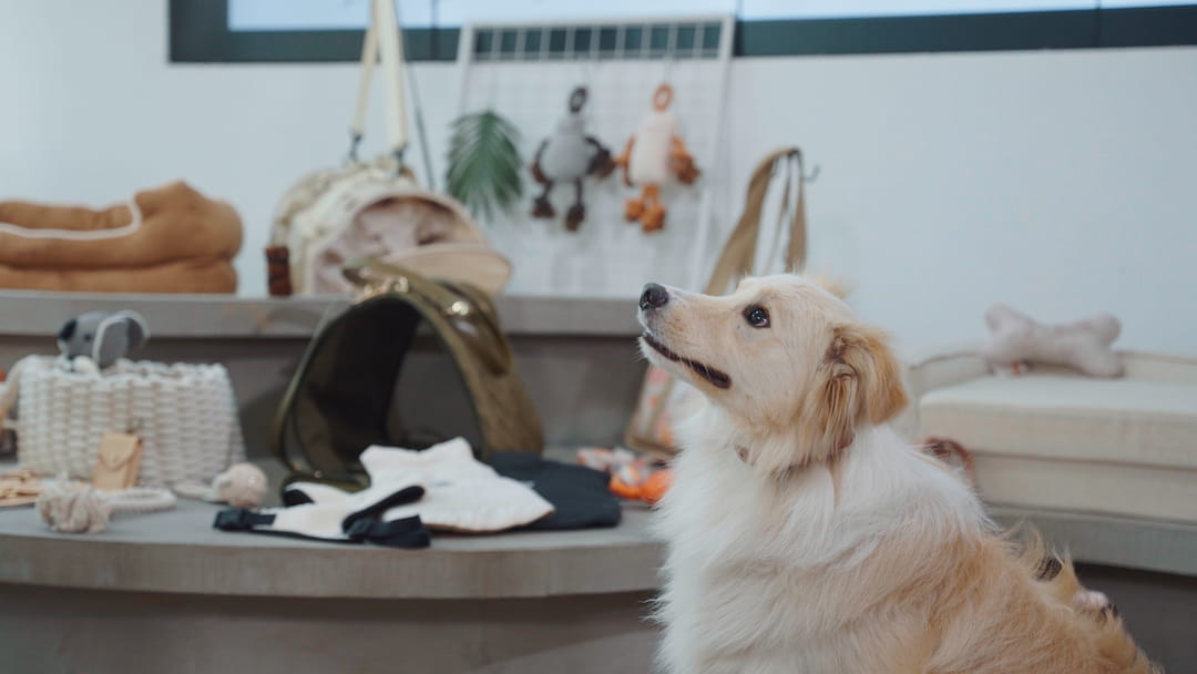 gestion-negocio-accesorios-mascota