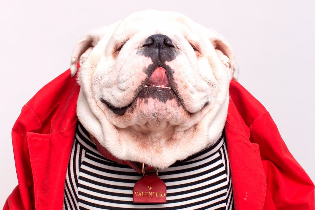 prendas personalizadas y exclusivas en moda caninas