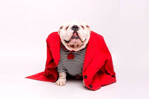 tendencias de moda canina