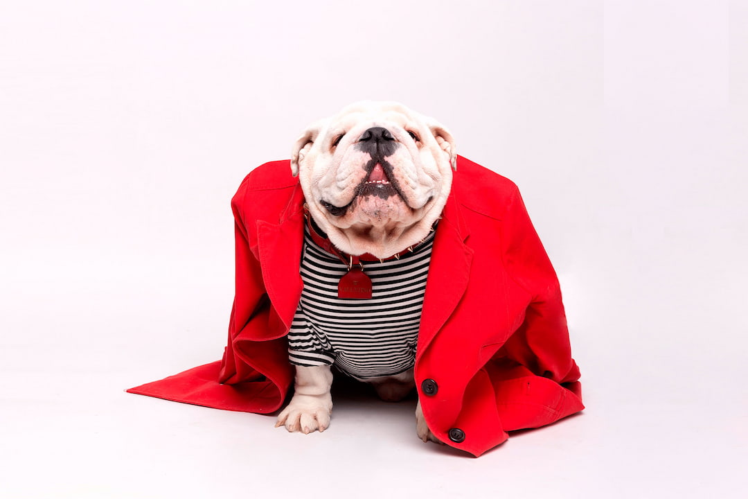 tendencias de moda canina